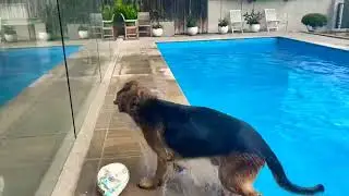 German Shepherd Swimming Compilation.