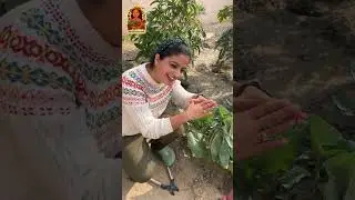 Gobi ka Phool Safed Aur Healthy Kaise Rakhein! 🥬 Cauliflower Blanching Secret