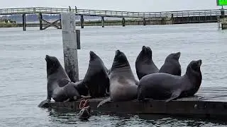 Westport sea lions 1/ 3/26