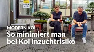 Inzucht bei Koi: Risiko und Strategie | Modern Koi Blog #7684