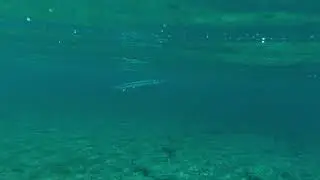 🤿 Snorkeling in Aruba for Beginners | Boca Catalina Beach 🦈