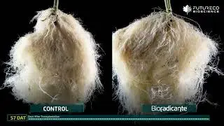 Bioradicante: biostimulant to increase root mass and rhizosphere extension.