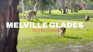 Kangaroos on the golf course at Melville Glades!