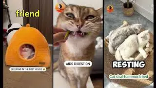 Ultimate Cat Comfort Combo | Cute Cave Bed, Grass Kit & More!| Dar CarWorld