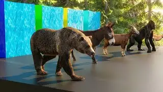 Long Slide Game with Bear Donkey Goat Gorilla Gazelle 3d Animal Game Funny | Meto Meto Kids