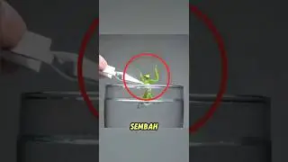 Kamu Gak Akan Percaya Apa yang Keluar dari Tubuh Belalang Ini 😳