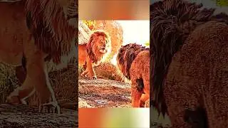 The Lion king (2019) 🔥 edited by -@SKMeditzz_1500