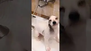 🚿🐶 Shower goals! This dog is losing it under the water#dogshower  #funnydogs  #showertime