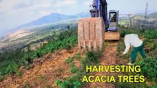 Clearing the Way: Building a Logging Road to Harvest Acacia Trees