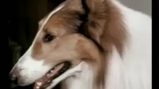 2 Rangesr Lassie (Season 16 Eps.14 The Road Back Part 1)