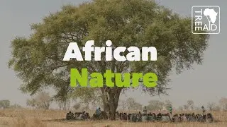 Step into the canopies of Africa's forests - relaxing trees and meditative nature 🌳
