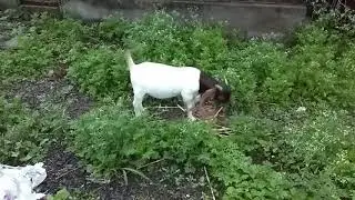 Nirmit boer goat palus.