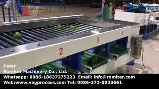 Automatic Green Pepper Size Sorting Grading Machine for Sale