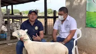 VIDA OVINA - Enfermedades más frecuentes en los Ovinos ZOOANALISIS