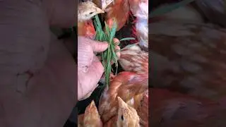Winter wheat for BABY CHICKS! #chickens #homesteading #farm