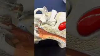 Anatomy of the Ear- Model