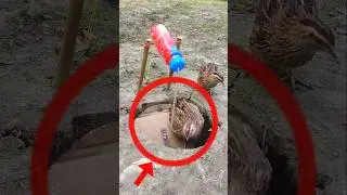Hole Bird trap // Bird trapping #trap