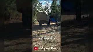 Tractor doing the heavy lifting #tractor #sheep #sheepfarming #farmlife #farm #farming #shorts