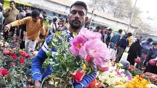V1177 থমকে একবার দাড়াতে হবে নতুন নতুন দামি বড় বড় এই নার্সারিতে গাছ দেখে Galiff Street Plant Market