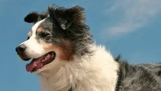 Animal Heroes Who Will Melt Your Heart