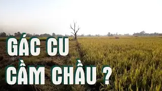 Gác Cu, Cầm Chầu ?