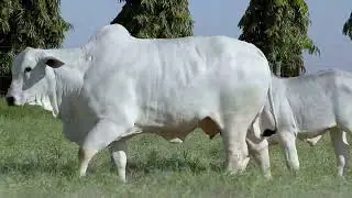 RGM 5891