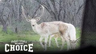 We Hunted Exotic Game in Texas! | Archer's Choice