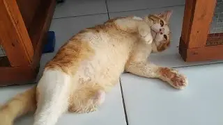 Abang oyen kaki 3 marah saat saya pegang kakinya yang hilang
