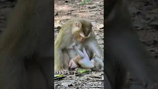 082610 #monkey #wildprimatechannel #animals #primatelove #cute #primateworld #nature #primate