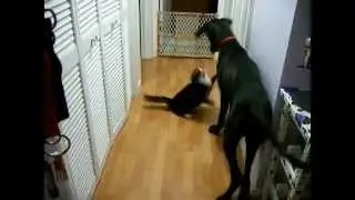 ★ Increible Gato para a perro Gran Danes ★ humor gatos ★ videos mas vistos