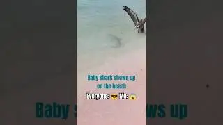 When a BABY SHARK shows up🦈... and I'm the only one scared