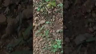 Rare large leaf commercial growing Centella UP variety #youtubeshorts #centelha #manglore #karkala
