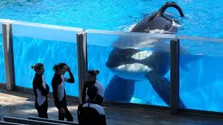 Seaworld’s Serial Killer Orca: The Tragic Life of Tilikum
