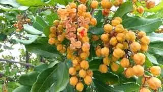 Cupaniopsis anacardioides - Carrotwood Tuckeroo HD 01