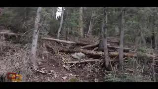 Footage of another reported Bigfoot sighting in Utah released
