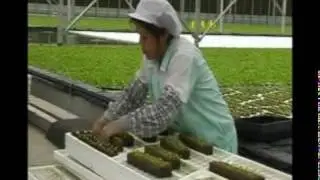 Hydronov - Deep Water Hydroponics Growing System
