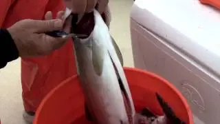 Boat Guy Short: How to Clean a Salmon
