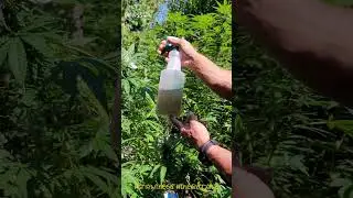 To #Spray Or Not To Spray...That Is The Question. 🎭 #420 #garden
