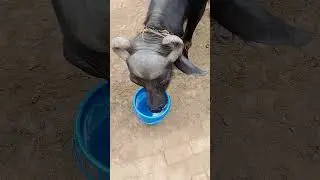 ले मेरे ससरे डूब ले 