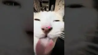 #cats #catobsessed #catobsession