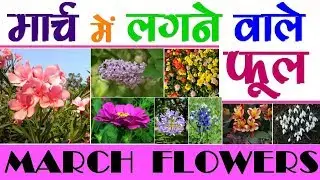 मार्च में लगाए जाने वाले फूल , Flowers to grow in March , Common Flowers to Plant in March in India.