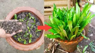 This trick works like magic to grow cilantro plants at home | বিলাতি ধনিয়া পাতা নতুন চাষ পদ্ধতি