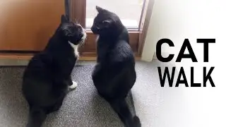 The cats brave the harsh wind and the snow