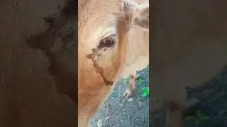 Lembu Lembu Sapi lucu Lucu Suara Sapi Sapi moo #sapi #lembu #sapijinak #lembujinak #takurwinrimba