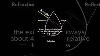 Why Are Rainbows Curved? #light #rainbow #science #scienception