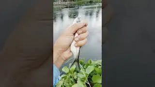 Nol nil haup haup #mancingliaran #mancingliaran #mancingbandeng #fishing #umpanjitu