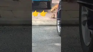 cat vs weasel fight #cat #catfight #kitten #weasel  #catvsweasel