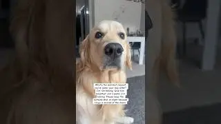 My dog is scared of everything 😅 #dogsofyoutube #goldenretreivers #scareddog #funnydogs #dogsitter