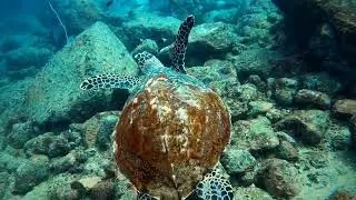 Sea Turtle #andaman #andamanyoutuber #andamanshorts