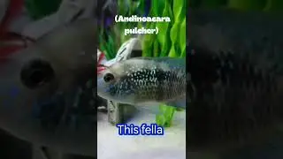 Hybrid electric blue acara